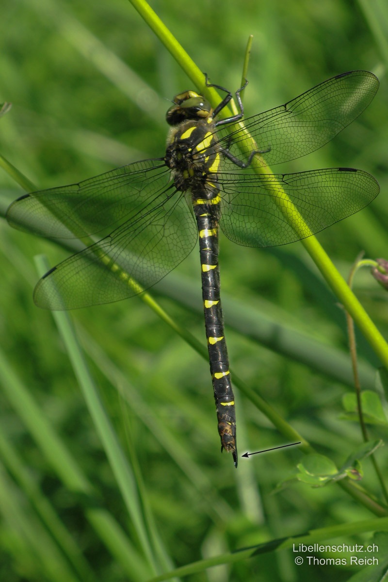 Gestreifte Quelljungfer (<i>Cordulegaster bidentata</i>), Weibchen. Sehr ähnlich dem Männchen, aber mit langem, den Hinterleib überragendem schwarzem Legestachel.