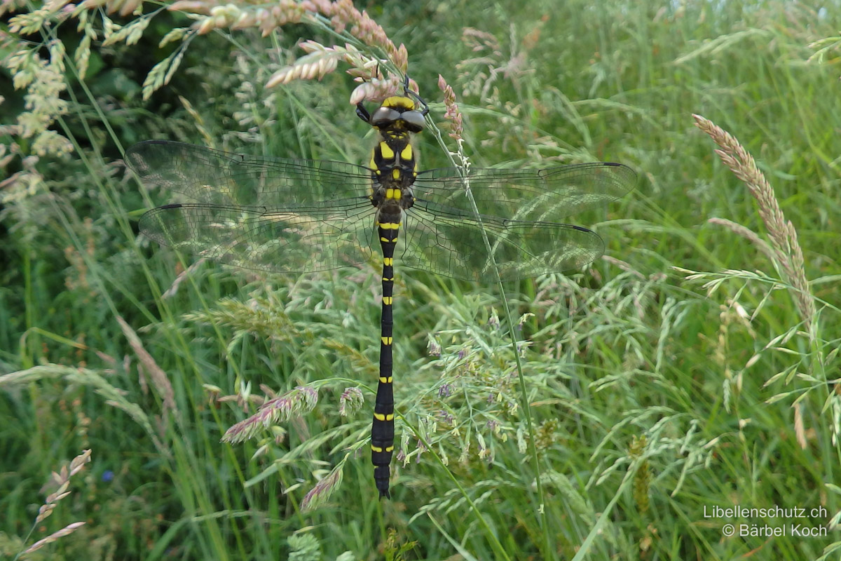 Gestreifte Quelljungfer (<i>Cordulegaster bidentata</i>), Jungtier. Bereits kurz nach dem Schlupf sind die arttypischen Merkmale sichtbar. Die Augen sind jedoch noch blass braungrün.