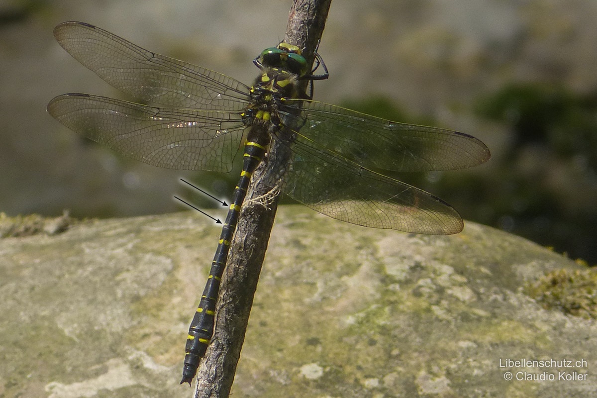 Zweigestreifte Quelljungfer (<i>Cordulegaster boltonii</i>), Männchen. Das Abdomen des Männchens ist leicht tailliert und am hinteren Ende keilfömig verbreitert. S2–S8 mit je zwei gelben Querstreifen pro Abdominalsegment.
