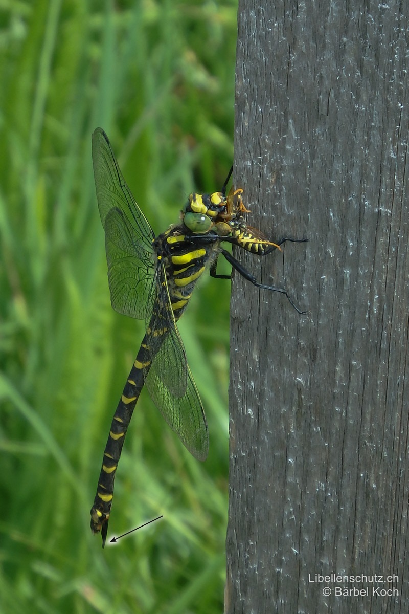 Zweigestreifte Quelljungfer (<i>Cordulegaster boltonii</i>), Weibchen. Sehr ähnlich dem Männchen, aber mit langem, den Hinterleib überragendem schwarzem Legestachel.