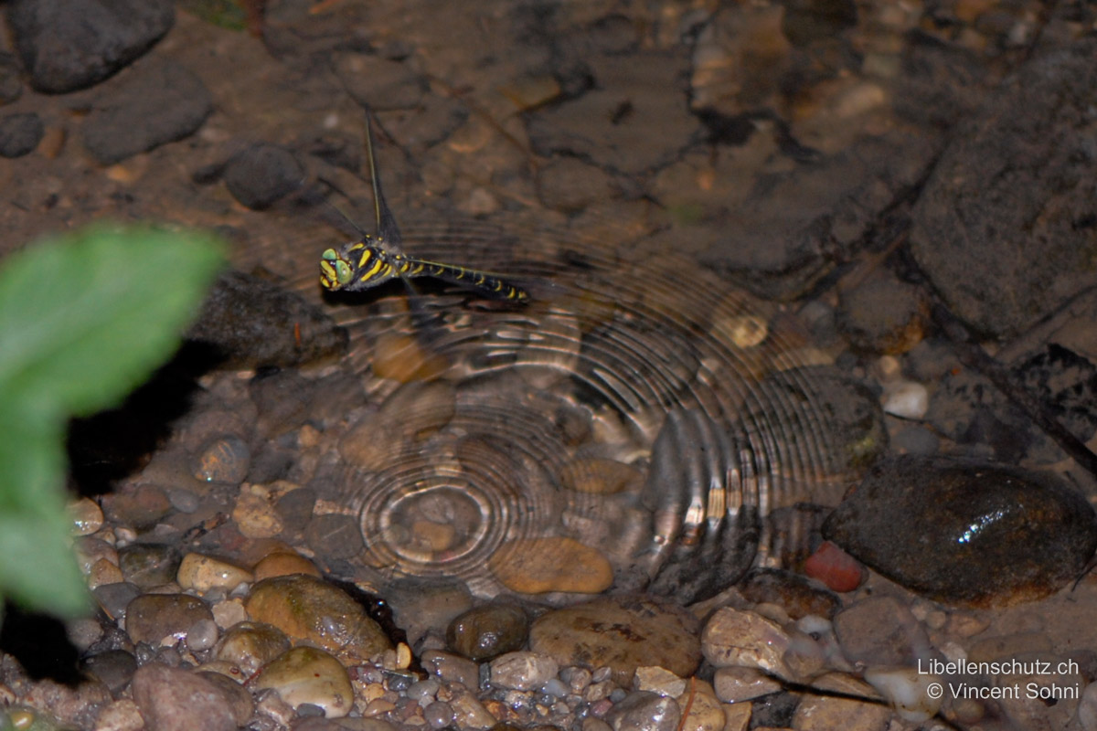 Zweigestreifte Quelljungfer (<i>Cordulegaster boltonii</i>), Eiablage. Das Weibchen bohrt die Eier aus der Luft ins weiche Bodensubstrat von Fliessgewässern ein. Das Abdomen stellt es dabei fast senkrecht, und bewegt sich wie eine Nähmaschine vorwärts.