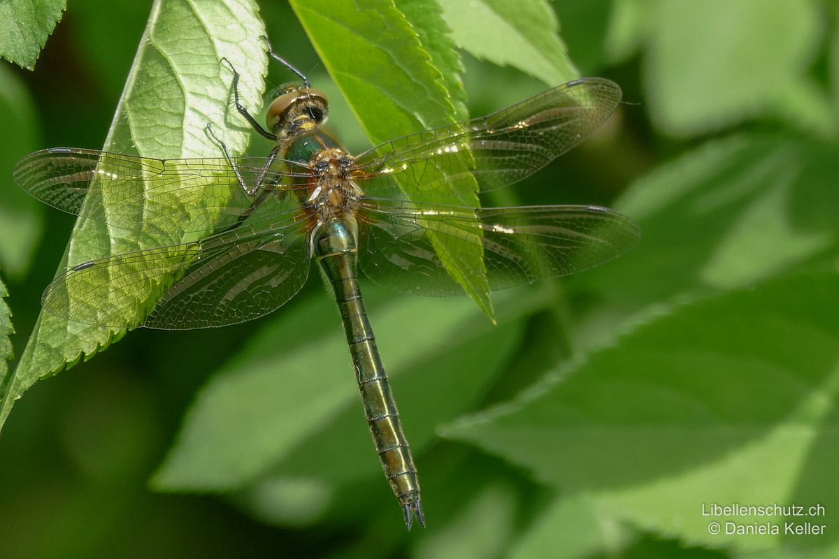 Falkenlibelle (<i>Cordulia aenea</i>), frisch geschlüpftes Weibchen. Die Augen sind noch braun. Das Abdomen des Weibchens ist deutlich breiter und nicht keulenförmig wie bei Männchen. Keilform.