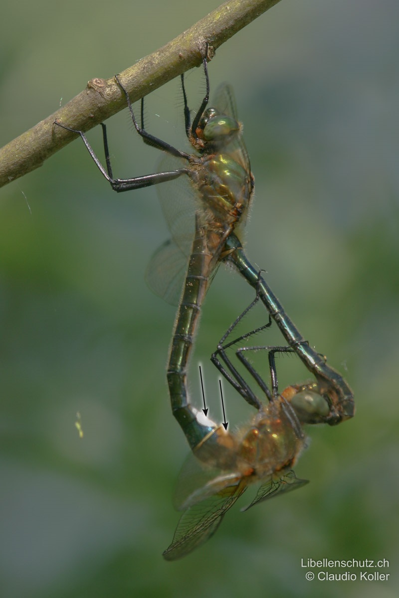 Falkenlibelle (<i>Cordulia aenea</i>), Paarungsrad. Beim Weibchen sind auf der Unterseite von S2 und S3 grosse helle Flecken sichtbar.