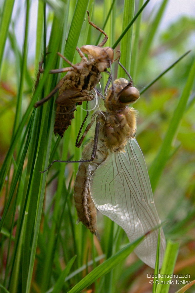 Falkenlibelle (<i>Cordulia aenea</i>), frisch geschlüpftes Exemplar mit Exuvie und noch ohne Färbung. Auffällig sind die langen Haare am Thorax.