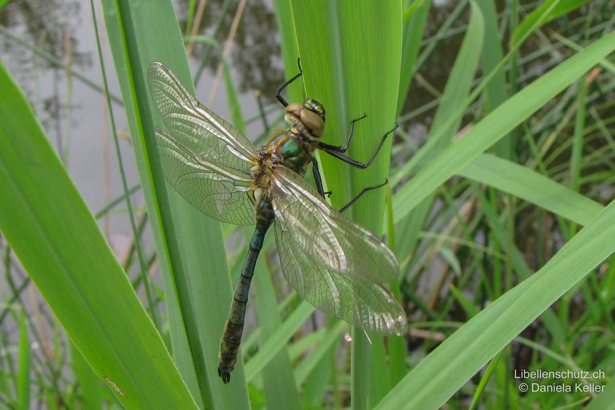 Falkenlibelle (<i>Cordulia aenea</i>), junges Männchen. Die Grünfärbung erscheint bald nach dem Schlupf. Die Augen sind noch braun, die Flügel leicht milchig und nicht ausgehärtet.
