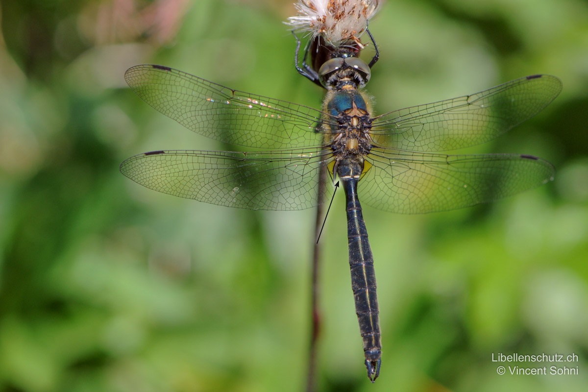 Alpen-Smaragdlibelle (<i>Somatochlora alpestris</i>), Männchen. Junges Tier mit milchig graubraunen Augen. Hinterrand von S2 mit schmalem weissem Ring.