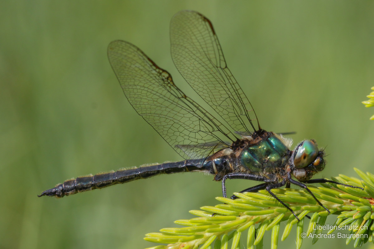 Alpen-Smaragdlibelle (<i>Somatochlora alpestris</i>), Männchen. Abdomen dunkel, nur Thoraxseiten glänzen metallisch grün.