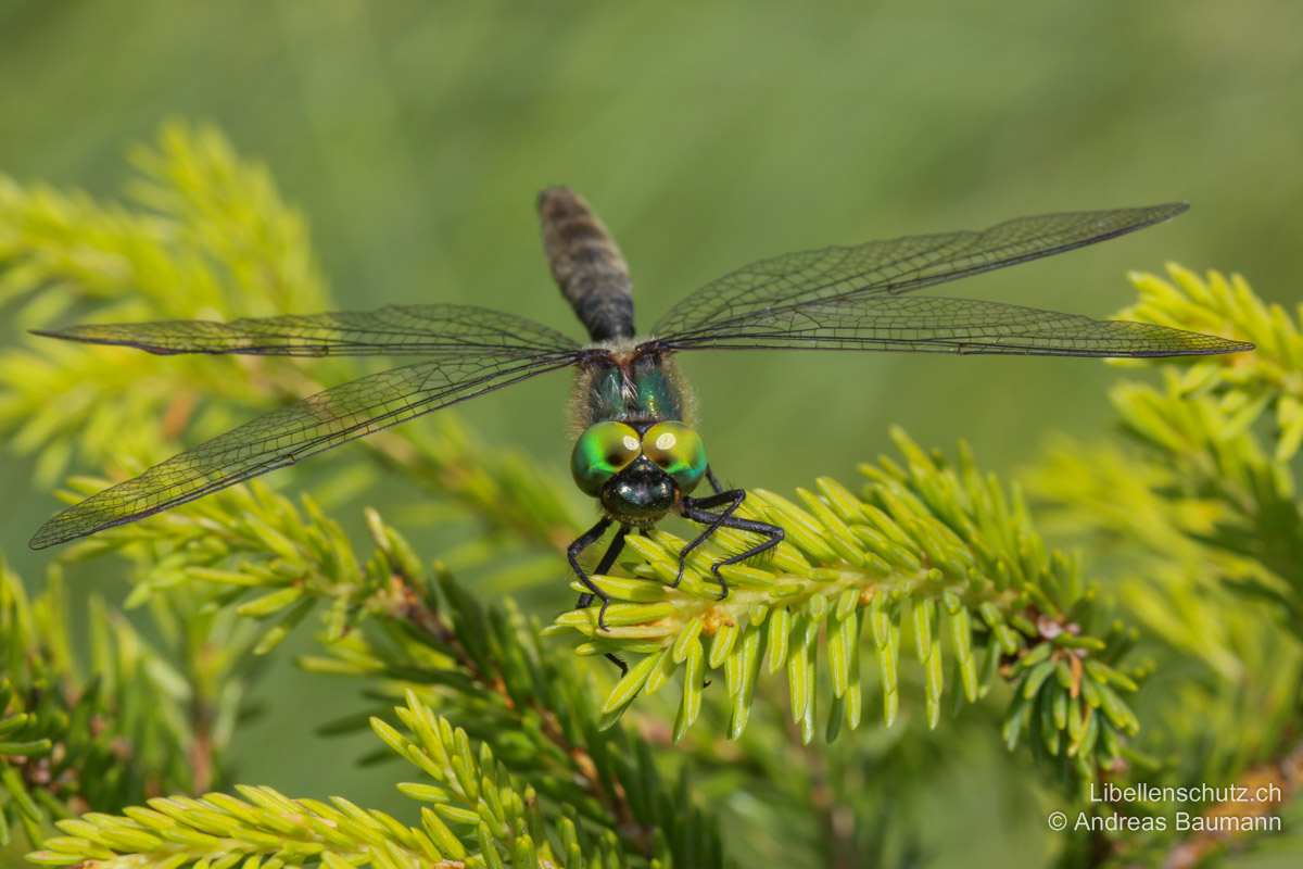 Alpen-Smaragdlibelle (<i>Somatochlora alpestris</i>), Männchen. Aus dieser Perspektive scheinen die Augen vorwiegend smaragdgrün.