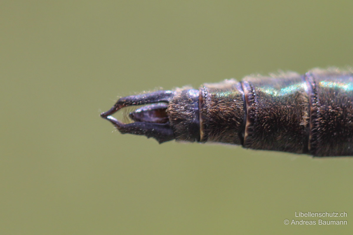 Alpen-Smaragdlibelle (<i>Somatochlora alpestris</i>), Männchen. Hinterleibsanhänge doppeleckig und am Ende zusammenlaufend.