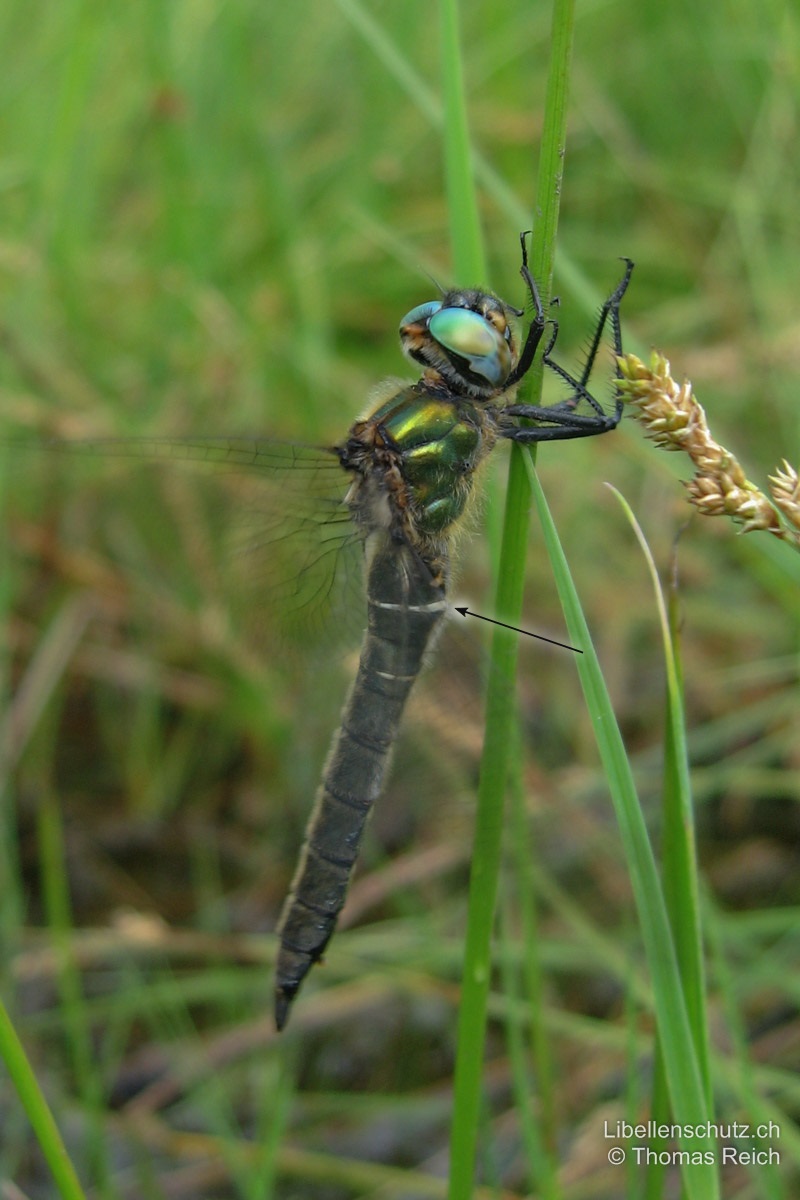 Alpen-Smaragdlibelle (<i>Somatochlora alpestris</i>), junges Weibchen. Augen leuchtend türkisfarben. Hinterleib zylindrisch und breiter als beim Männchen. Der weisse Ring an S2 ist besonders deutlich.