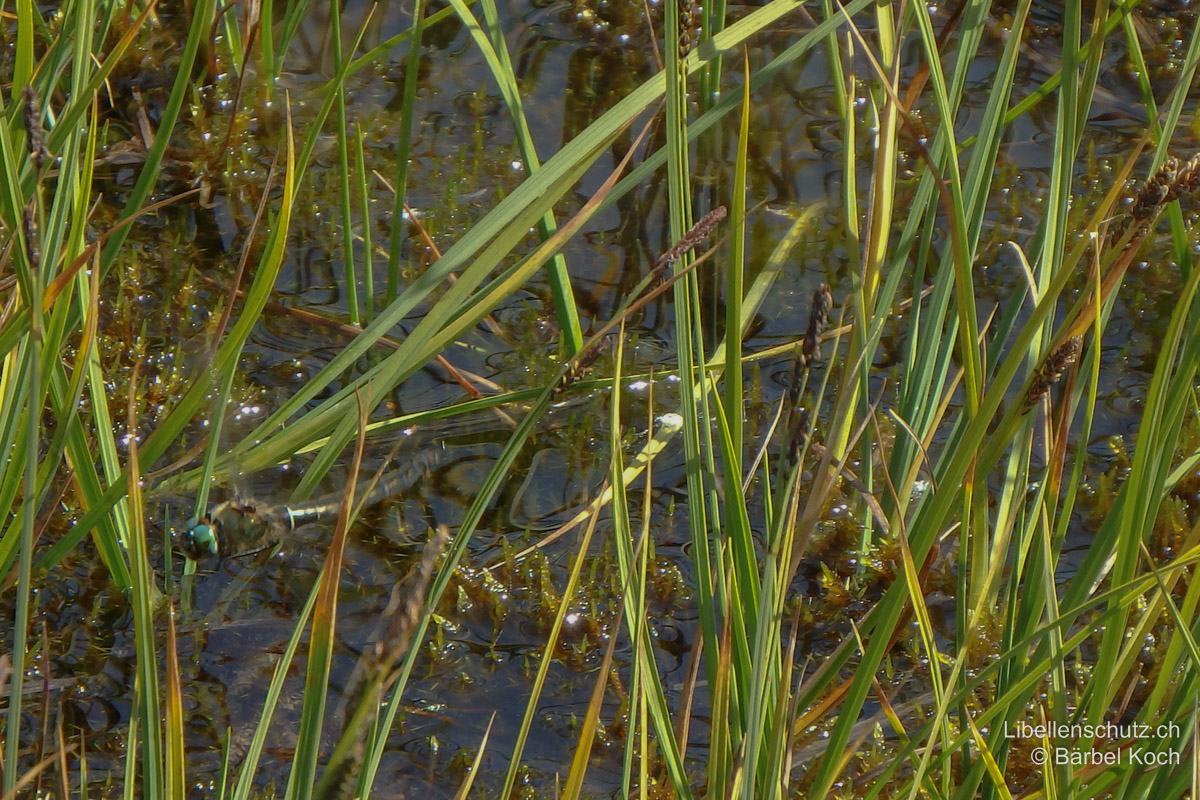Alpen-Smaragdlibelle (<i>Somatochlora alpestris</i>), Eiablage. Diese erfolgt aus dem Flug in seichtes Wasser.