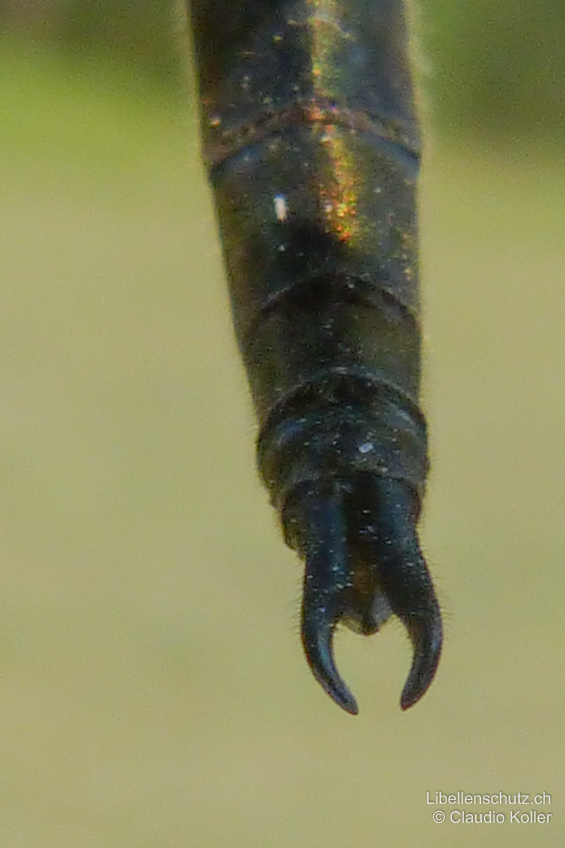 Arktische Smaragdlibelle (<i>Somatochlora arctica</i>), Männchen. Hinterleibsanhänge zangenartig gebogen, erinnern an einen Ohrwurm.