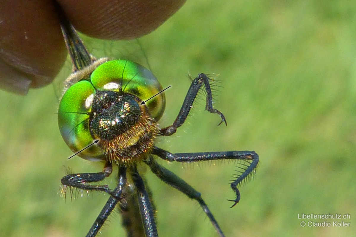 Gefleckte Smaragdlibelle (<i>Somatochlora flavomaculata</i>), Männchen. Stirn metallisch blaugrün, mit zwei gelben Seitenflecken.