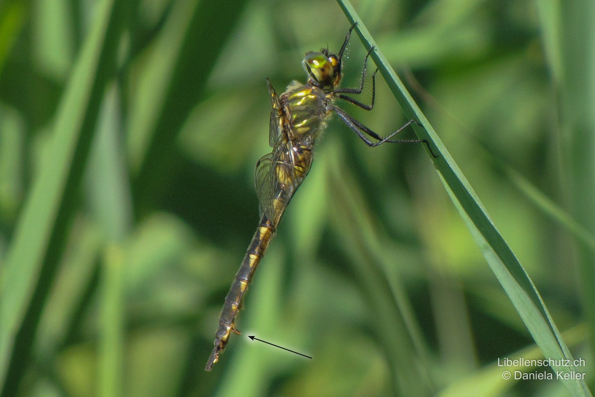 Gefleckte Smaragdlibelle (<i>Somatochlora flavomaculata</i>), Weibchen. Die gelben Seitenflecken auf Thorax und Abdomen sind stärker ausgedehnt als beim Männchen. Legescheide kurz (kürzer als S9), aber deutlich abstehend.