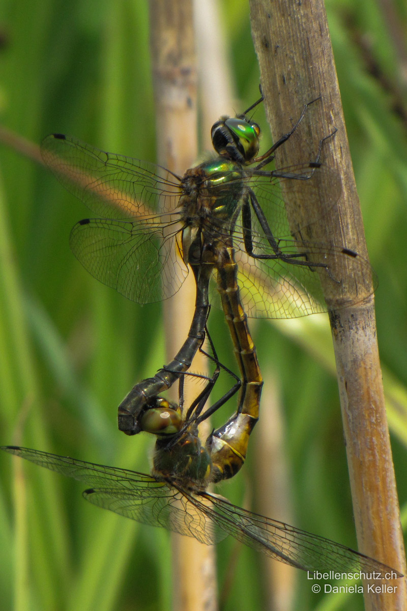Gefleckte Smaragdlibelle (<i>Somatochlora flavomaculata</i>), Paarungsrad.