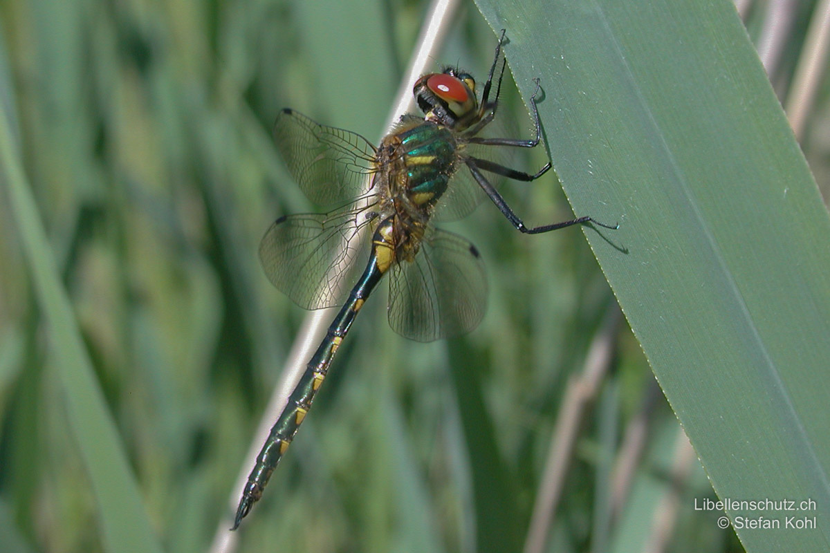 Gefleckte Smaragdlibelle (<i>Somatochlora flavomaculata</i>), frisch geschlüpftes Männchen. Augen oberseits dunkelrot. Der Thorax ist dicht behaart und weist als einzige Art der Smaragdliellen (<i>Somatochlora spp.</i>) an den Seiten zwei gelbe Flecken auf. Auch diese verblassen im Alter.