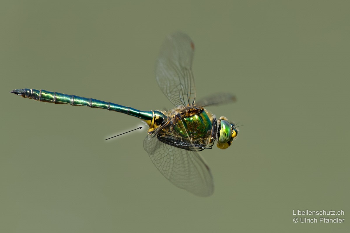 Glänzende Smaragdlibelle (<i>Somatochlora metallica</i>), Männchen im Flug. Abdomen und Thorax intensiv metallisch grün leuchtend, Augen smaragdgrün. Abdomenbasis unterseits gelb, S2 und S3 mit gelben Seitenflecken.