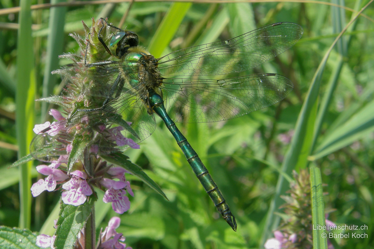 Glänzende Smaragdlibelle (<i>Somatochlora metallica</i>), älteres Männchen. Abdomen zigarrenförmig, an S3 eingeschnürt.