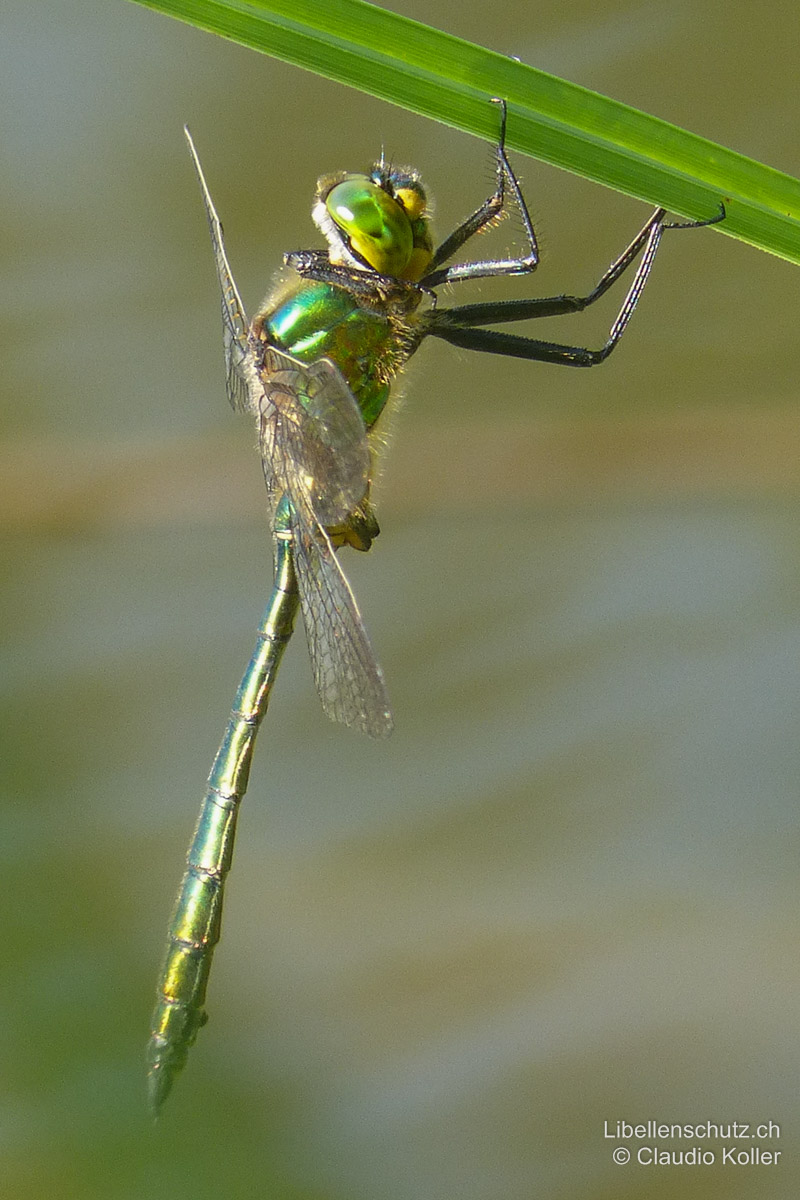 Glänzende Smaragdlibelle (<i>Somatochlora metallica</i>), Männchen. Die Vorderbeine sind in Ruhestellungzwischen Kopf und Thorax angezogen – eine Position, die sonst bei den Segellibellen (Familie Libellulidae) häufig zu beobachten ist.