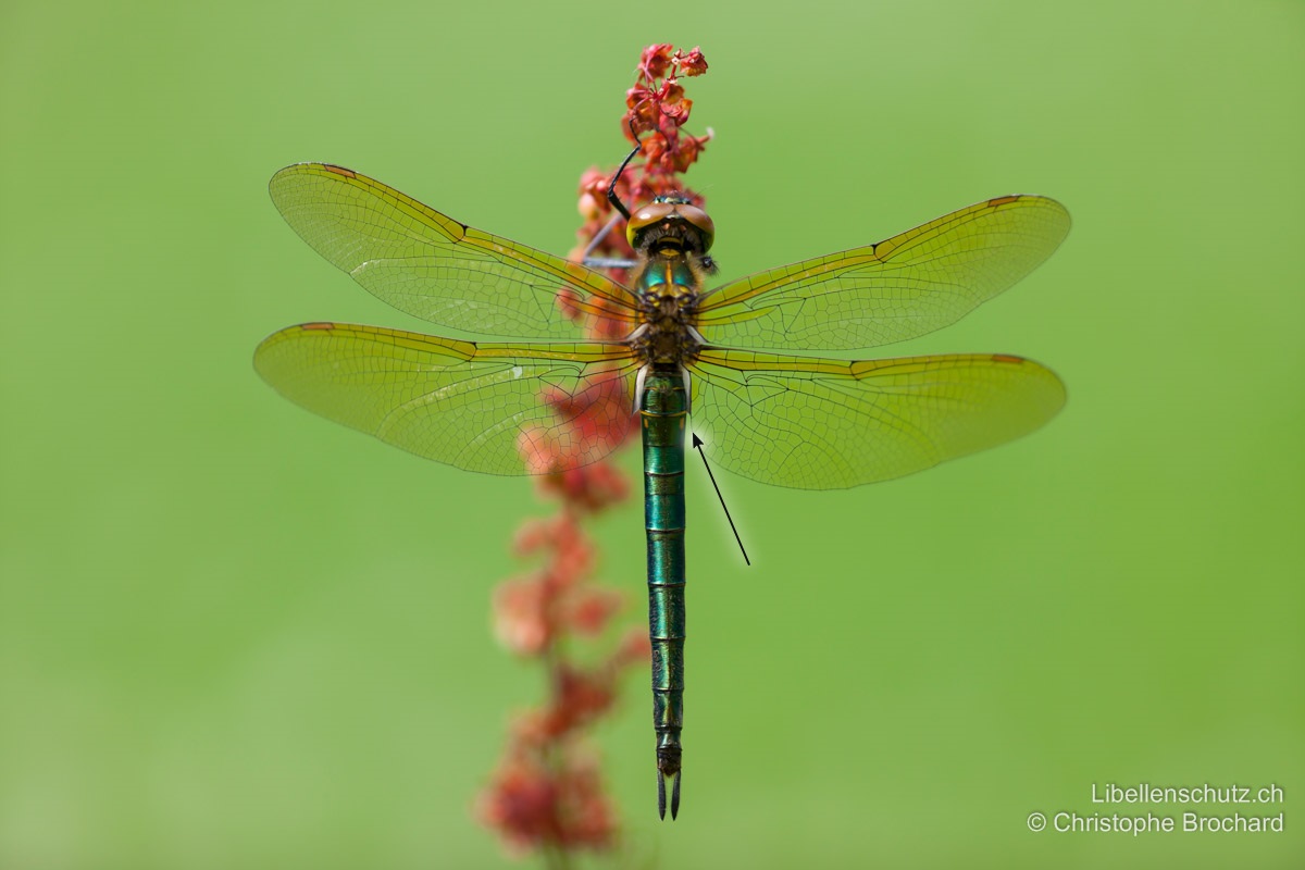 Glänzende Smaragdlibelle (<i>Somatochlora metallica</i>), frisch geschlüpftes Weibchen. Abdomen leicht konisch, ohne Einschnürung, gelbe Seitenflecken an S3 von oben nur knapp sichtbar. Die Augen sind oberseits noch rotbraun, die Flügel getönt.
