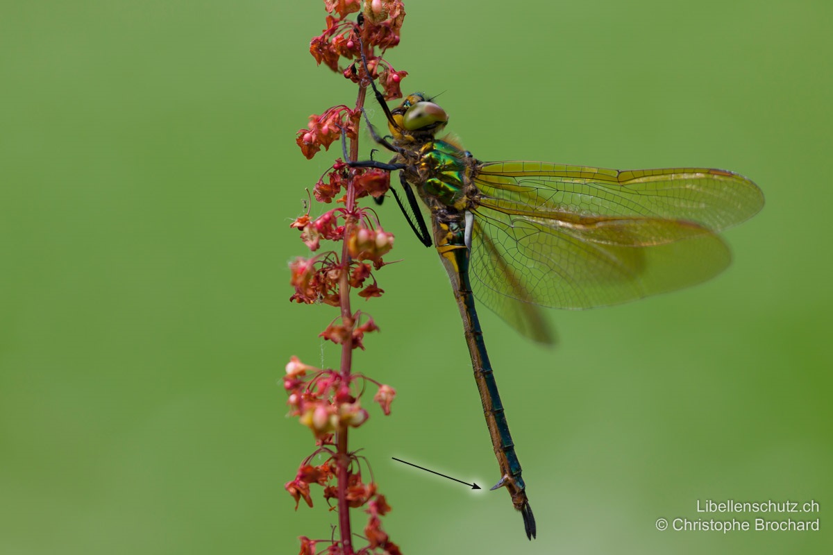 Glänzende Smaragdlibelle (<i>Somatochlora metallica</i>), frisch geschlüpftes Weibchen. Legescheide auffällig lang (länger als S9) und senkrecht abstehend.