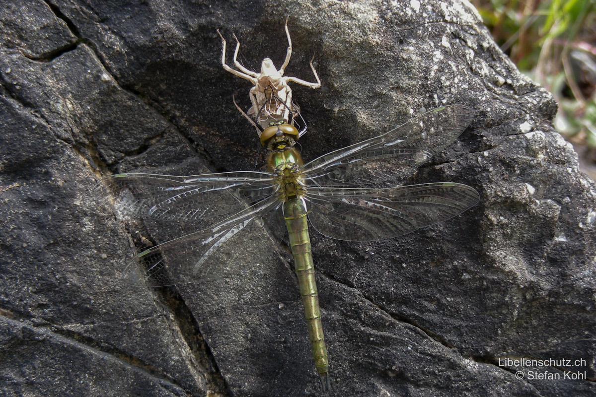 Glänzende Smaragdlibelle (<i>Somatochlora metallica</i>), frisch geschlüpftes Weibchen mit Exuvie an einem Blockstein. Die typische Grünfärbung an Thorax und Abdomen ist bereits zu erahnen, die Augen sind noch braun.