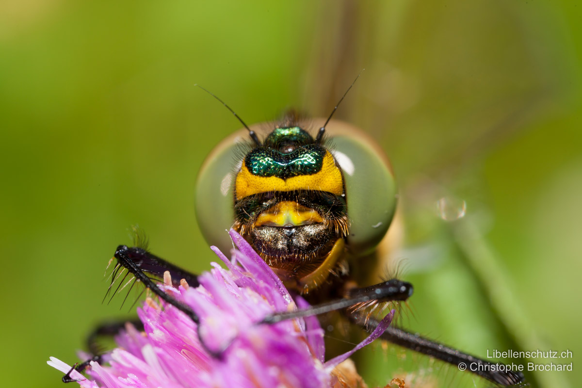 Glänzende Smaragdlibelle (<i>Somatochlora metallica</i>), Gesicht. Stirn oben grün, im unteren Teil und auf der Seite gelb. Bei diesem erst kürzlich geschlüpften Tier sind die Augen noch nicht smaragdgrün.