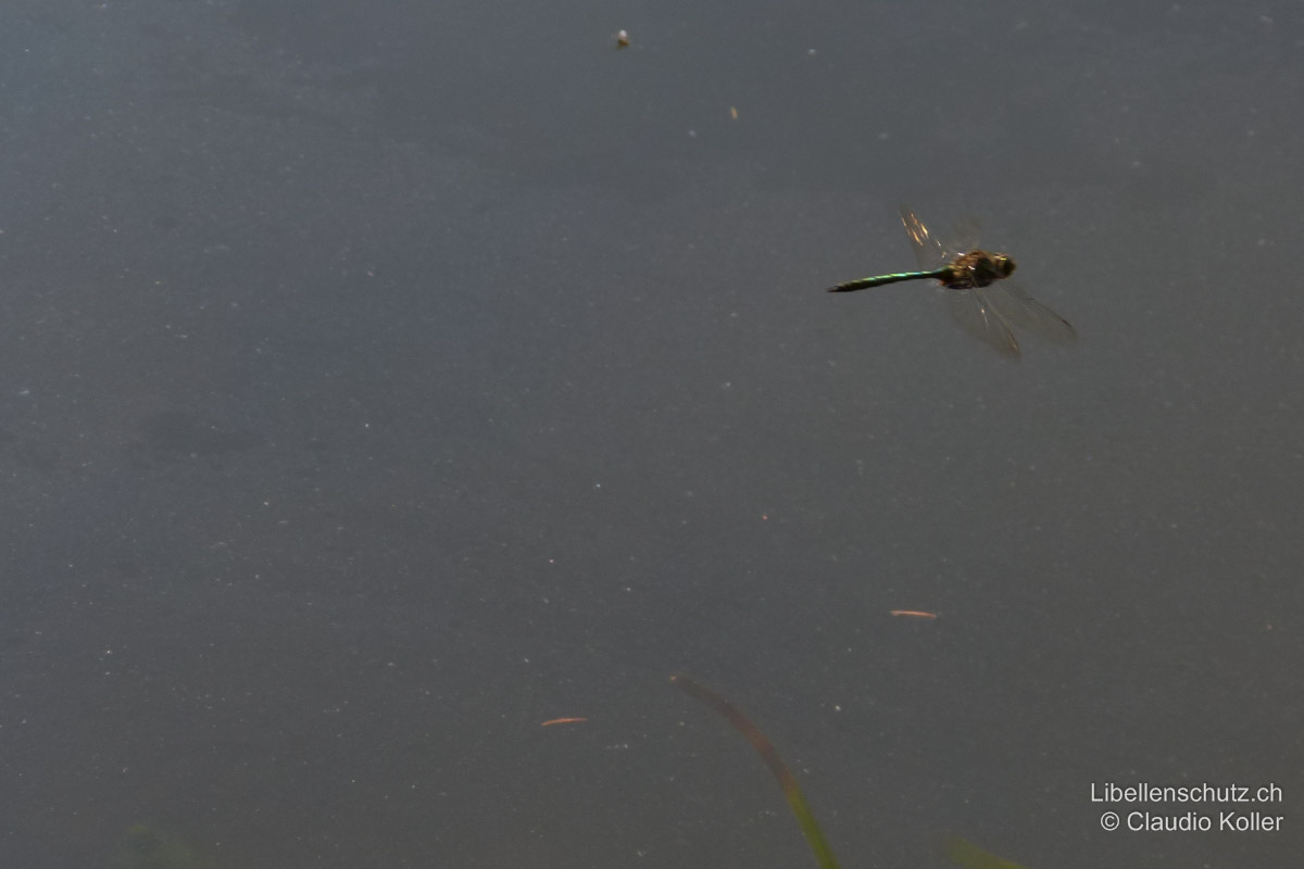 Glänzende Smaragdlibelle (<i>Somatochlora metallica</i>), Männchen im Flug. Die Art fliegt meist entlang der Uferlinie. Im Gegensatz zu anderen Arten der Gattung Somatochlora bevorzugt sie beschattete Bereiche. Der grüne Glanz des Abdomens fällt schon von Weitem auf.