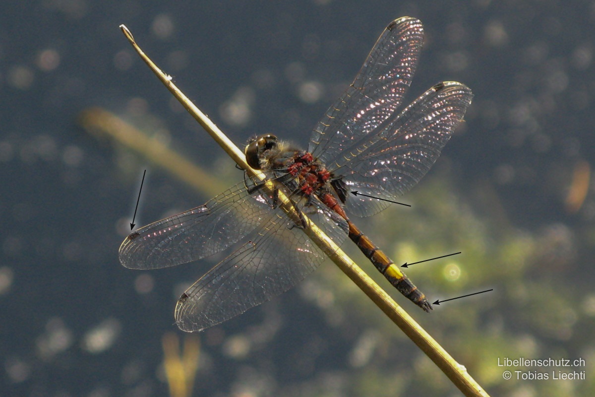 Grosse Moosjungfer (<i>Leucorrhinia pectoralis</i>), älteres Männchen. Flecken auf S2–S6 dunkel rot-braun, später kastanienbraun. S7 mit gelbem Fleck. Schwarze Flügelmale, schwarze Hinterleibsanhänge und schwarzer Fleck an Hinterflügelbasis.
