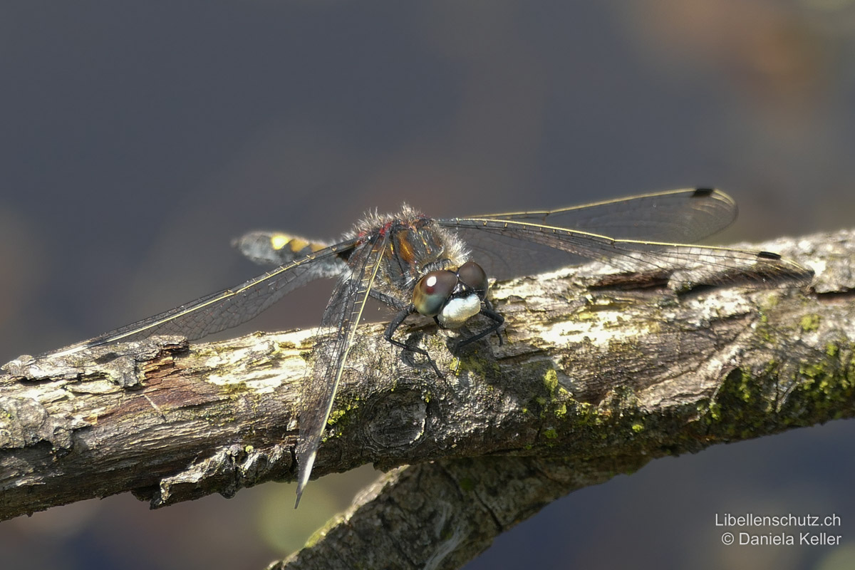 Grosse Moosjungfer (<i>Leucorrhinia pectoralis</i>), Männchen. Das Gesicht ist wie bei allen Moosjungfern weiss.