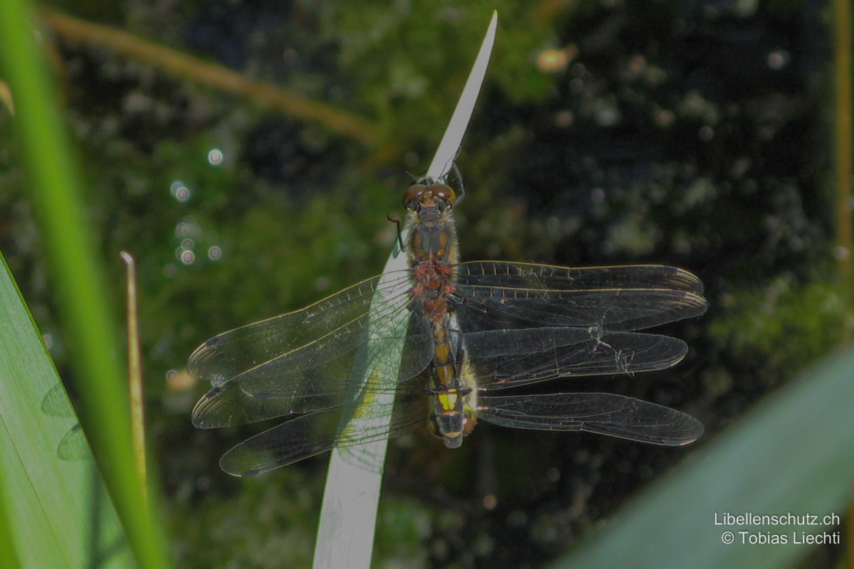 Grosse Moosjungfer (<i>Leucorrhinia pectoralis</i>), Paarungsrad.