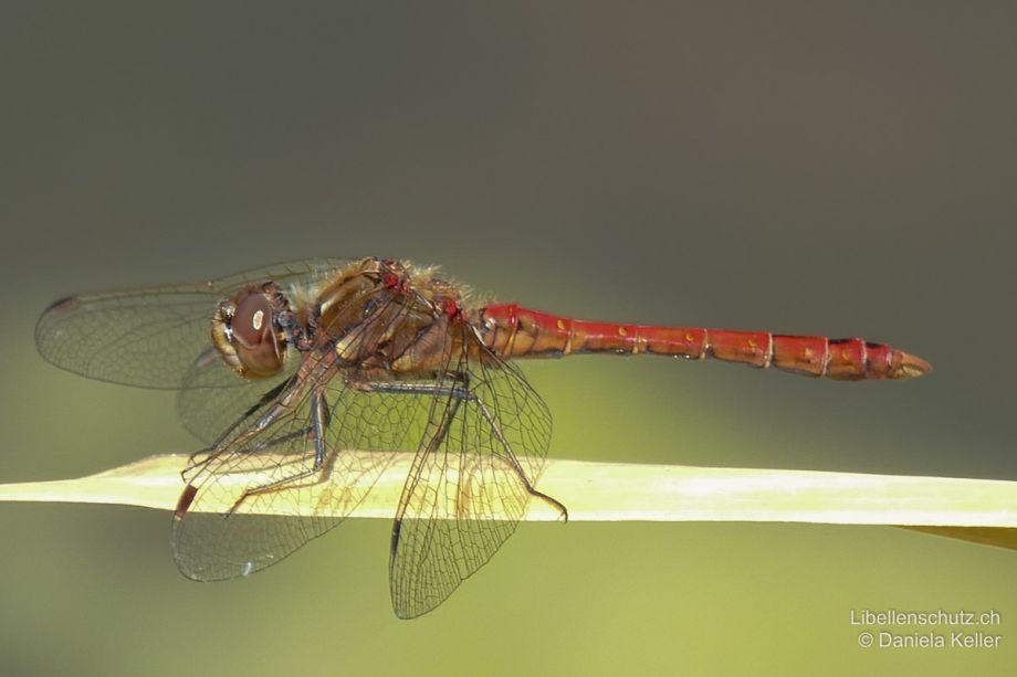 Sympetrum striolatum