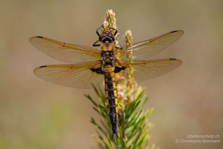 Epitheca bimaculata