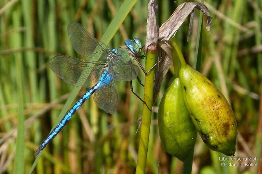 Anax imperator