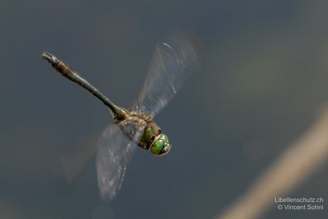 Cordulia aenea