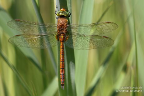 Isoaeschna isoceles