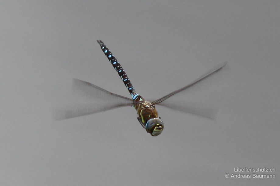 Aeshna mixta