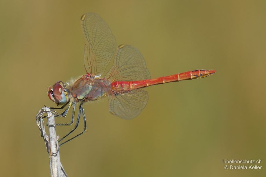 Sympetrum fonscolombii
