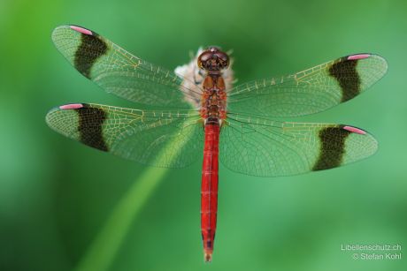 Sympetrum pedemontanum