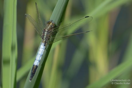 Orthetrum albistylum