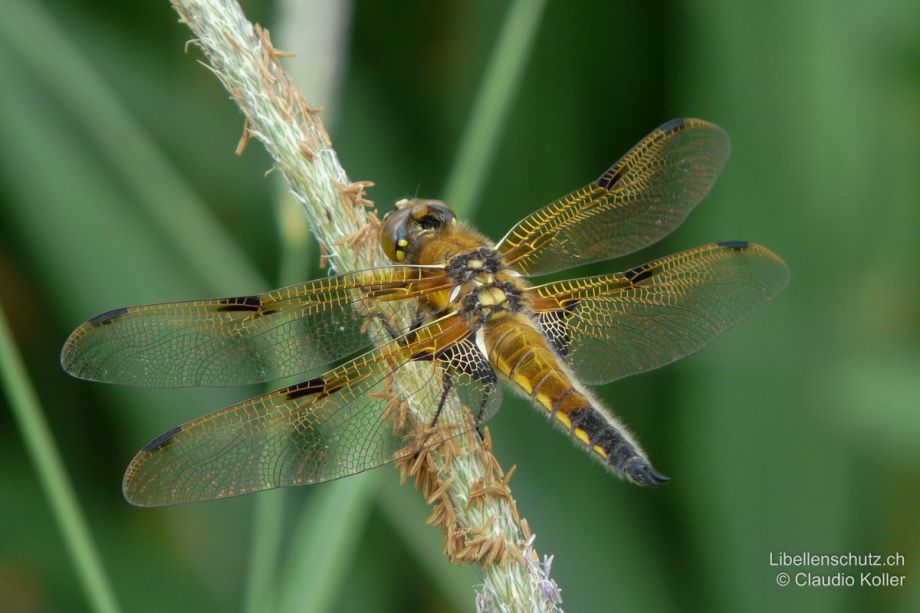 Libellula quadrimaculata