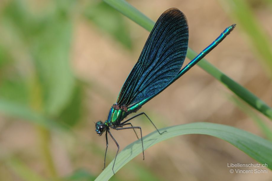 Calopteryx virgo virgo