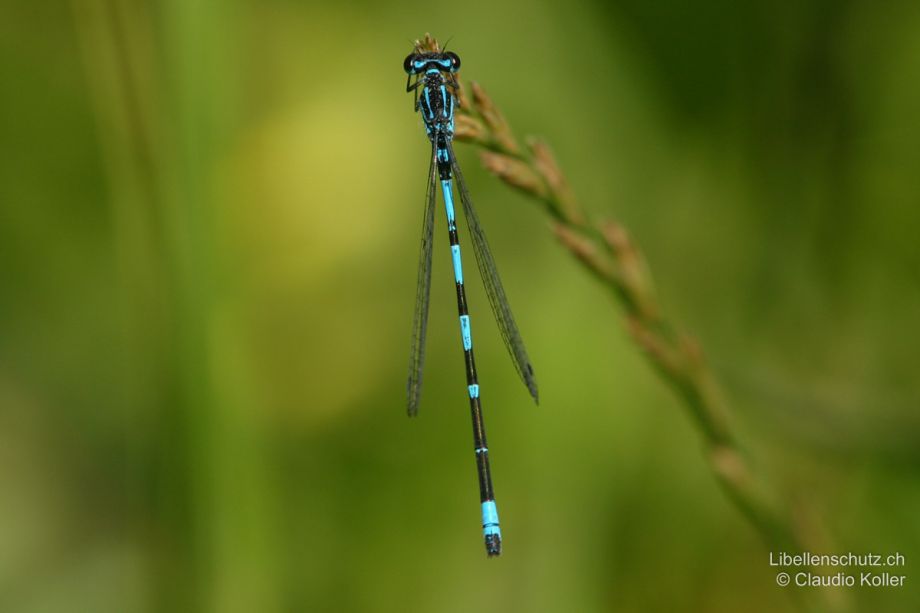 Coenagrion pulchellum
