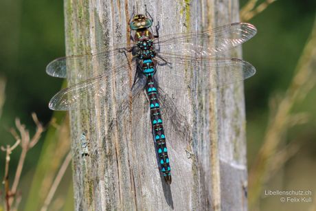 Aeshna juncea