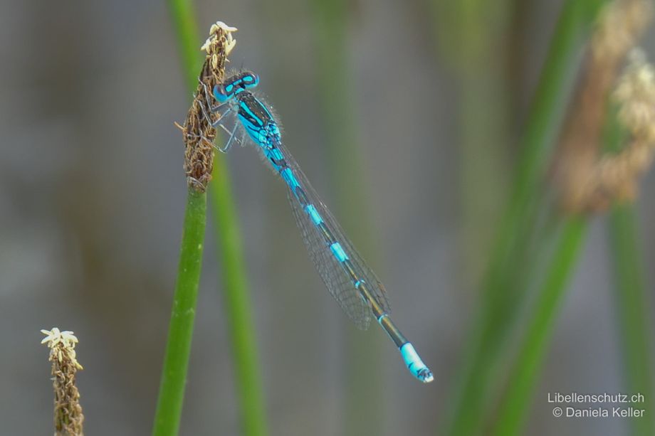 Coenagrion scitulum