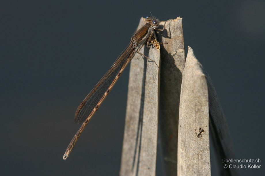 Sympecma fusca