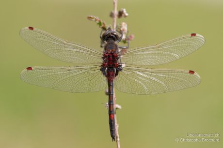 Leucorrhinia rubicunda