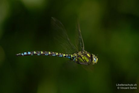 Aeshna cyanea