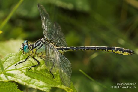 Stylurus flavipes