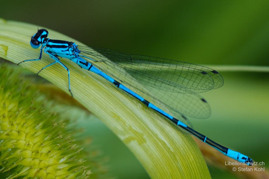 Coenagrion puella